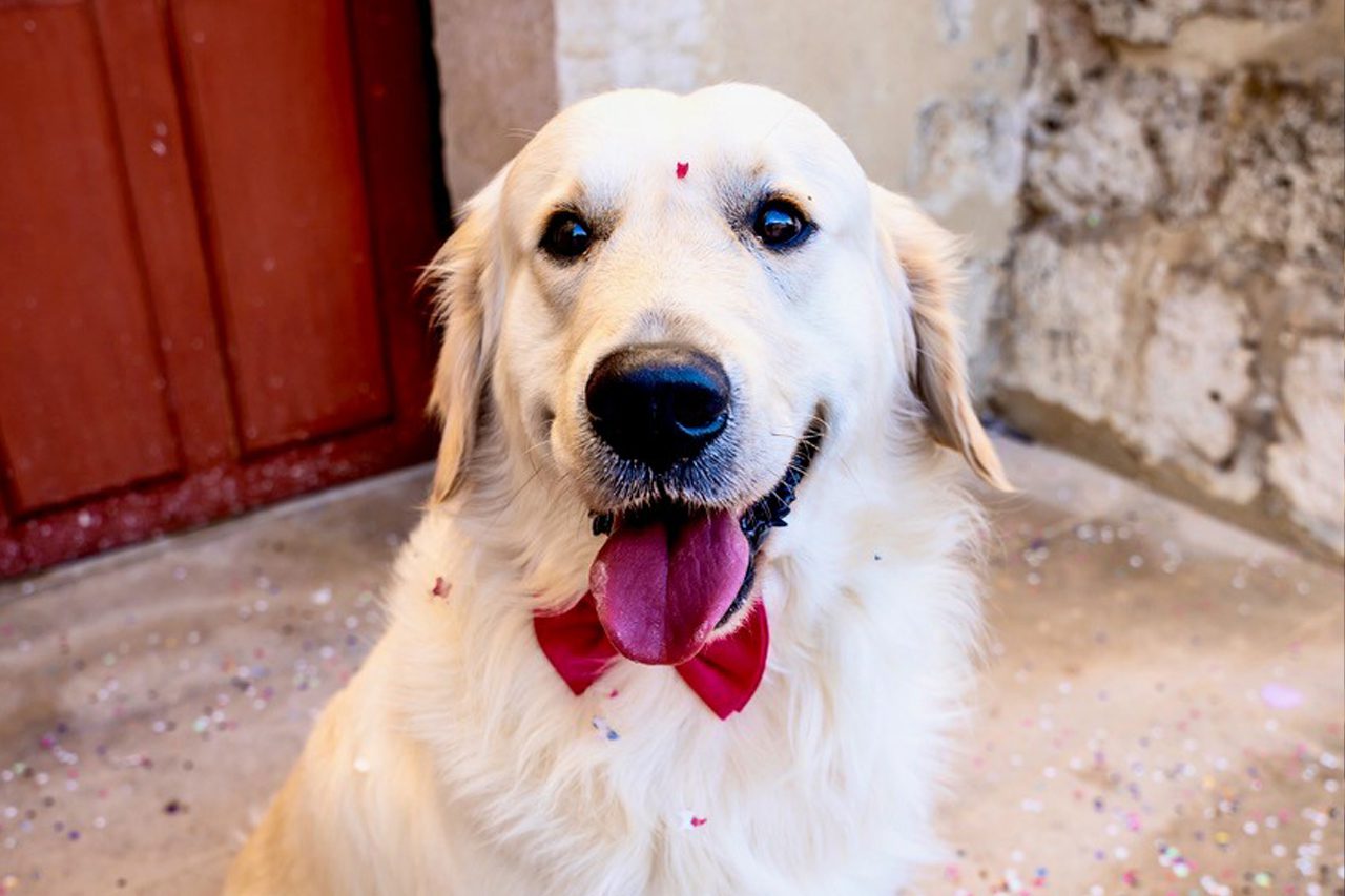Chien assis après une cérémonie de mariage, entouré de confettis, capturé par Déborah Bernard, photographe de mariage