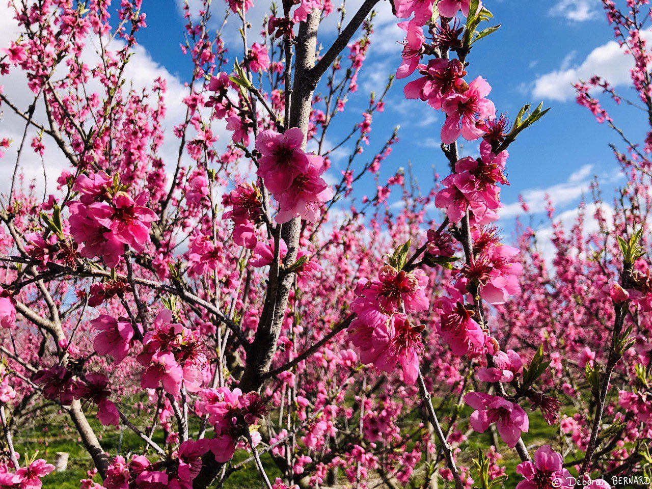 Photographe engagée pour l’écologie – Déborah Bernard soutient des associations environnementales